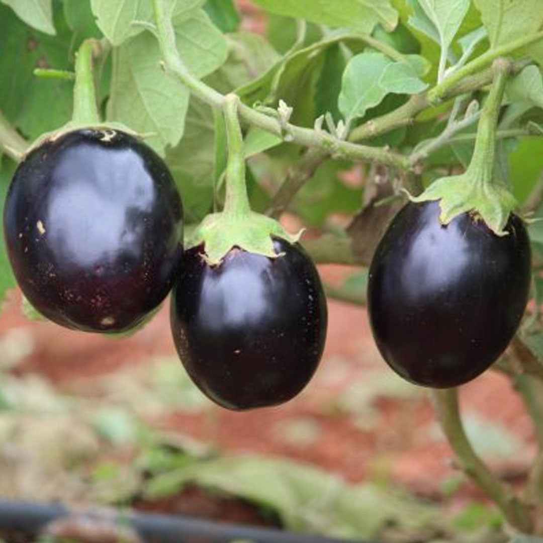 Brinjal-Eggplant F1 Dipanish Black Round Vegetable Seeds