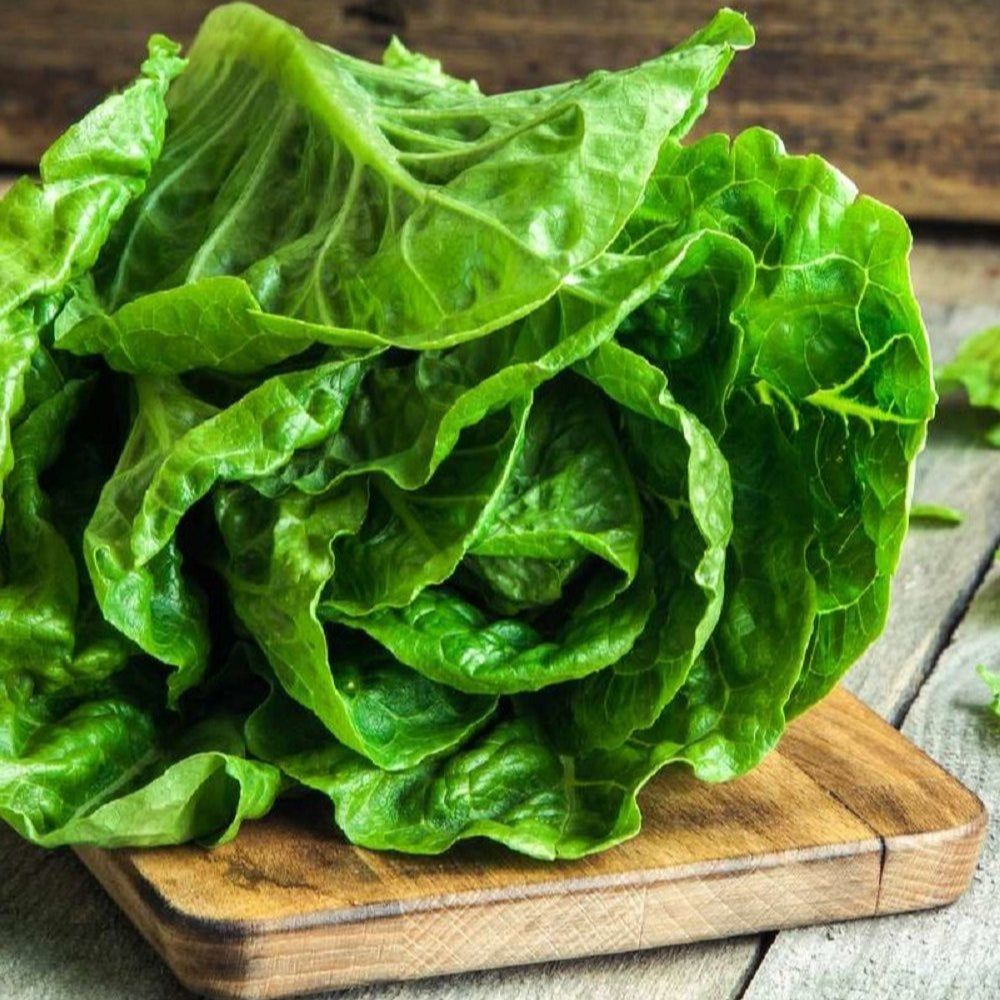 Fresh Butterhead Green Lettuce – Crisp, Tender, and Naturally Sweet