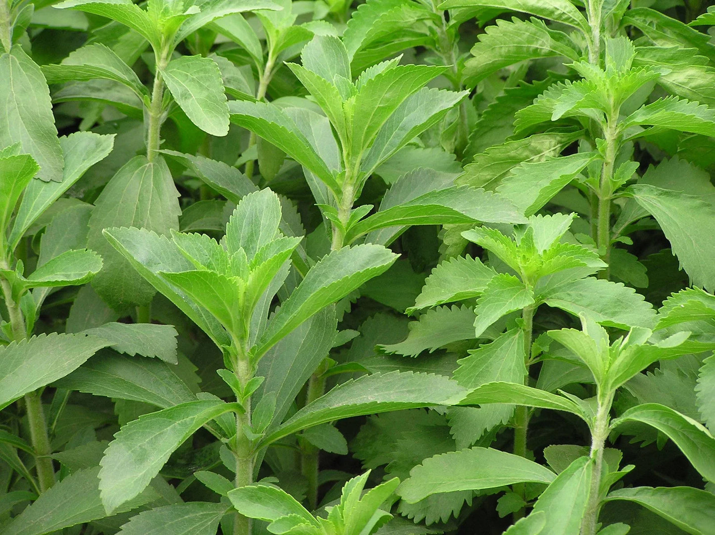 Stevia Rebaudiana Herb Seeds