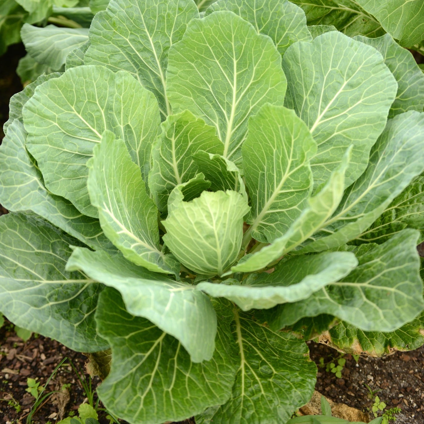Collard-Swiss Chard Green Microgreens Seeds