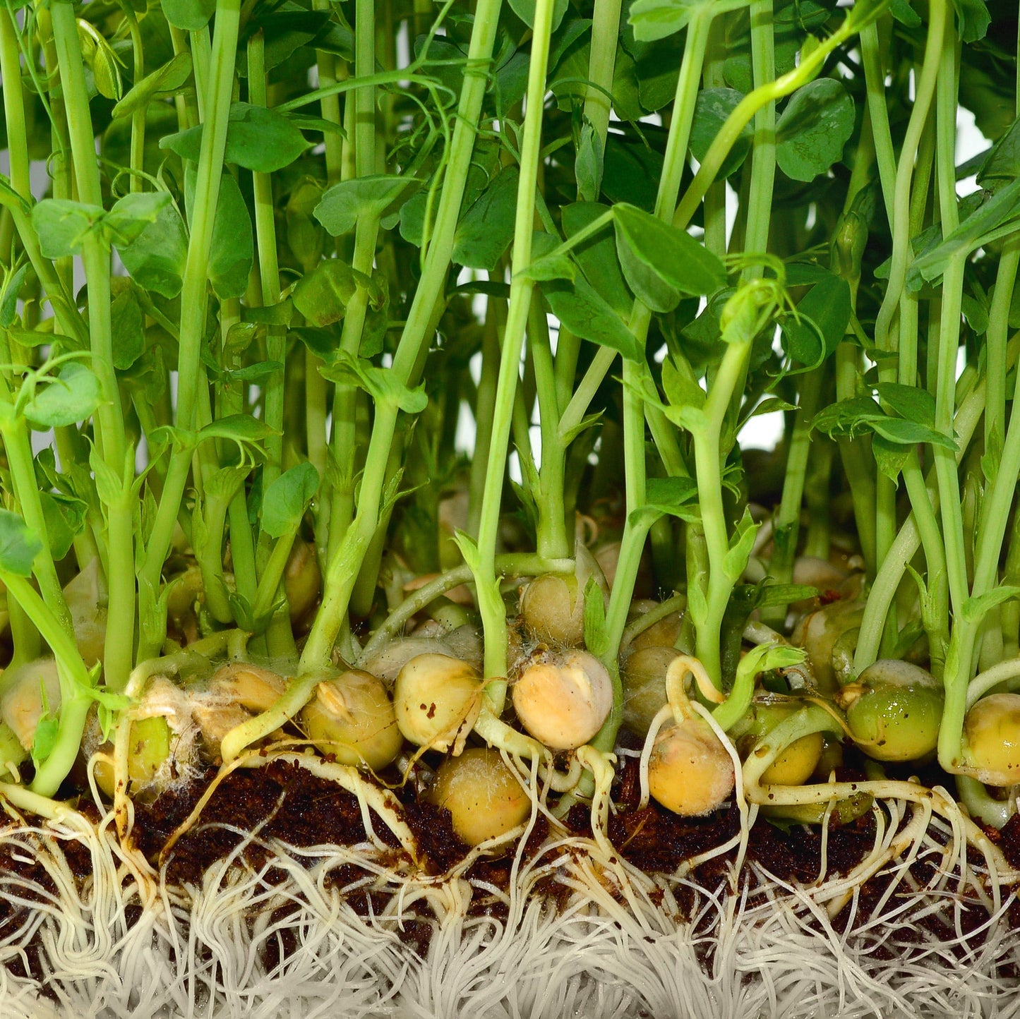 Chic Pea Green Sprouts Microgreens Seeds