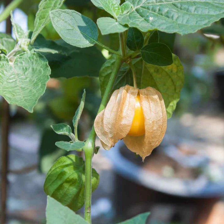 Cape Gooseberry Fruits Seeds