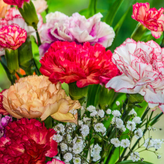 Carnation Chauralo Mixed Winter Flower Seeds