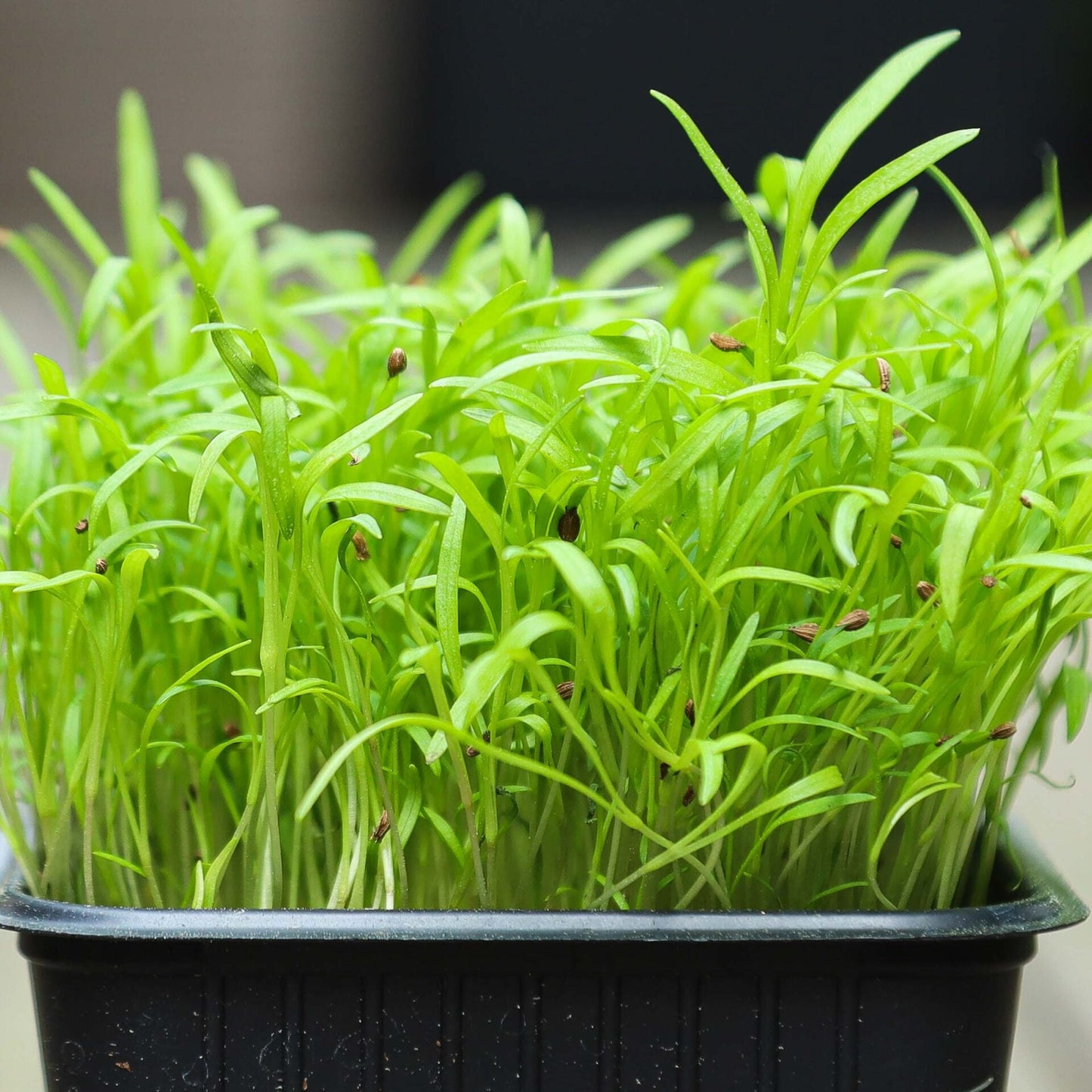 Carrot Green Leaf Microgreens Seeds - Grow Fresh & Nutritious Microgreens at Home