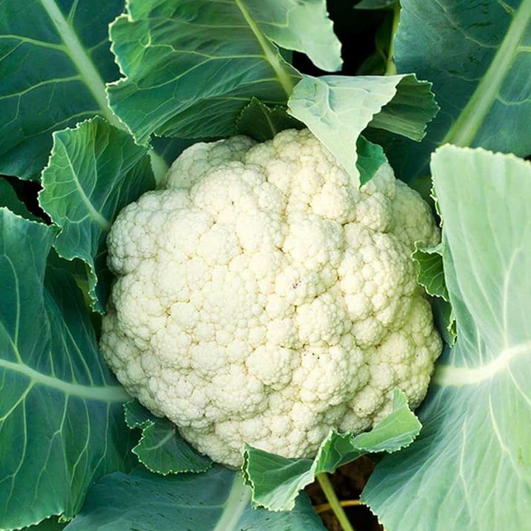 Cauliflower F1 Hybrid Seeds