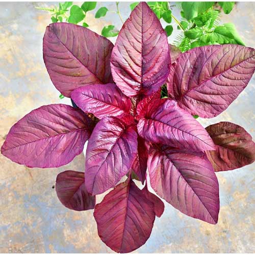 Amaranthus Red Choulai Jewel Vegetable Seeds