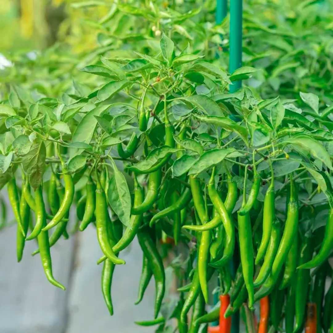 Chilli Crypton 10 F1 Vegetable Seeds