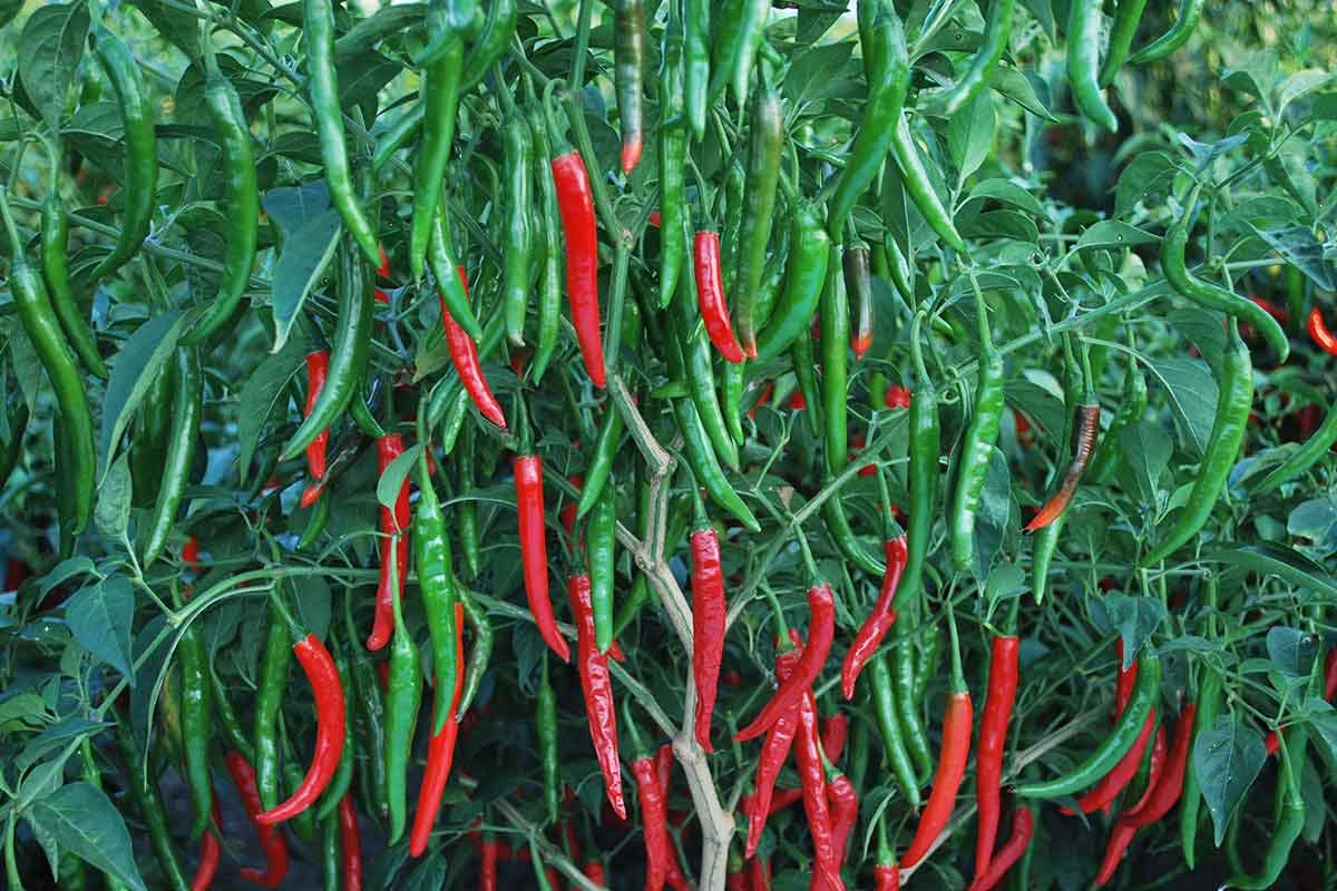Chilli Longi Special Hot Vegetable Seeds