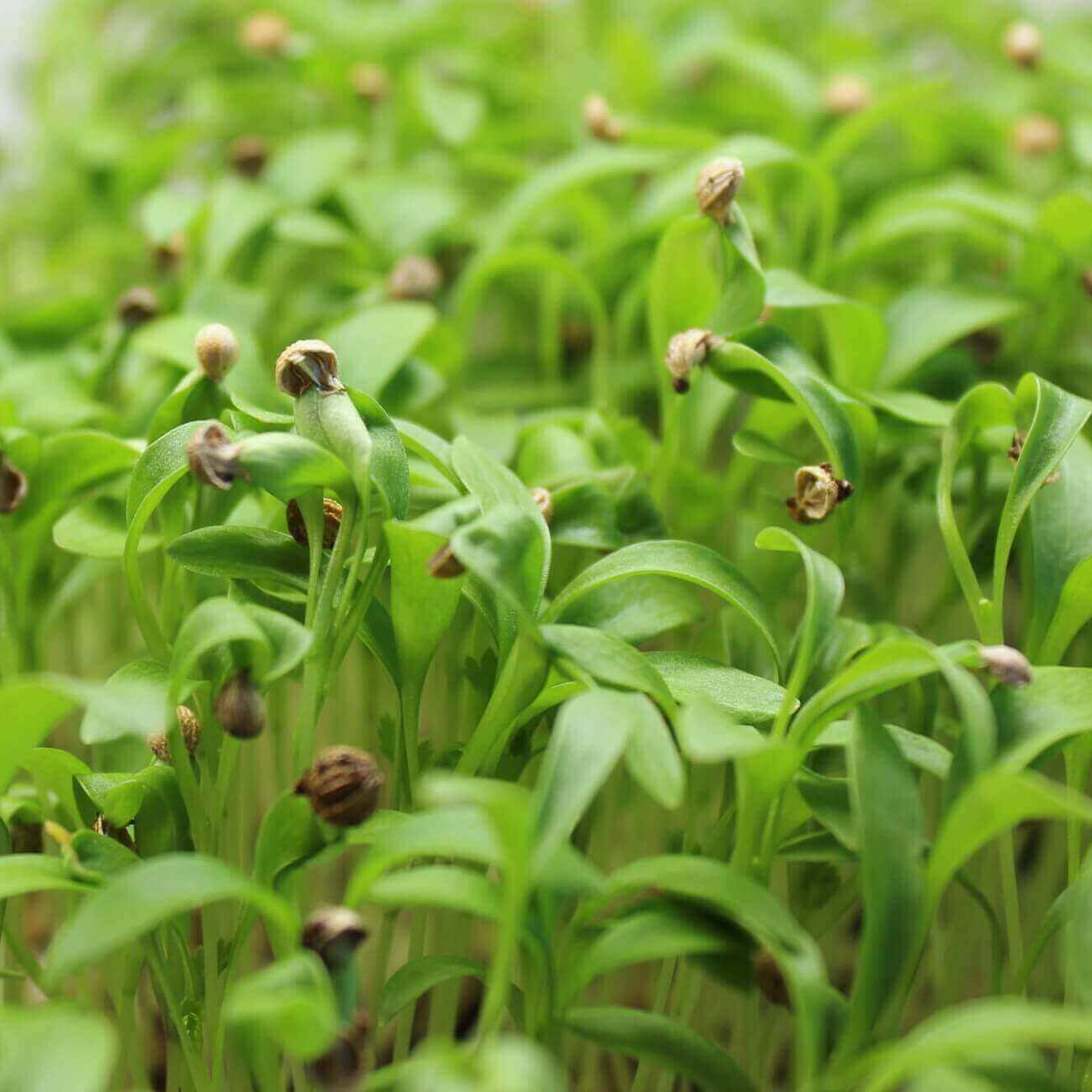 Cilantro Split Herb Seeds