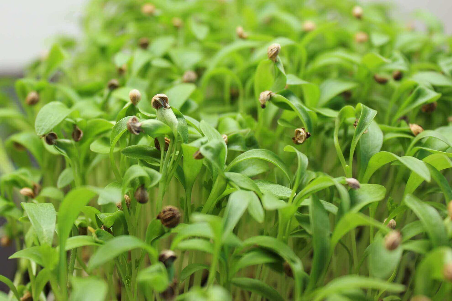 Cilantro Split Herb Seeds