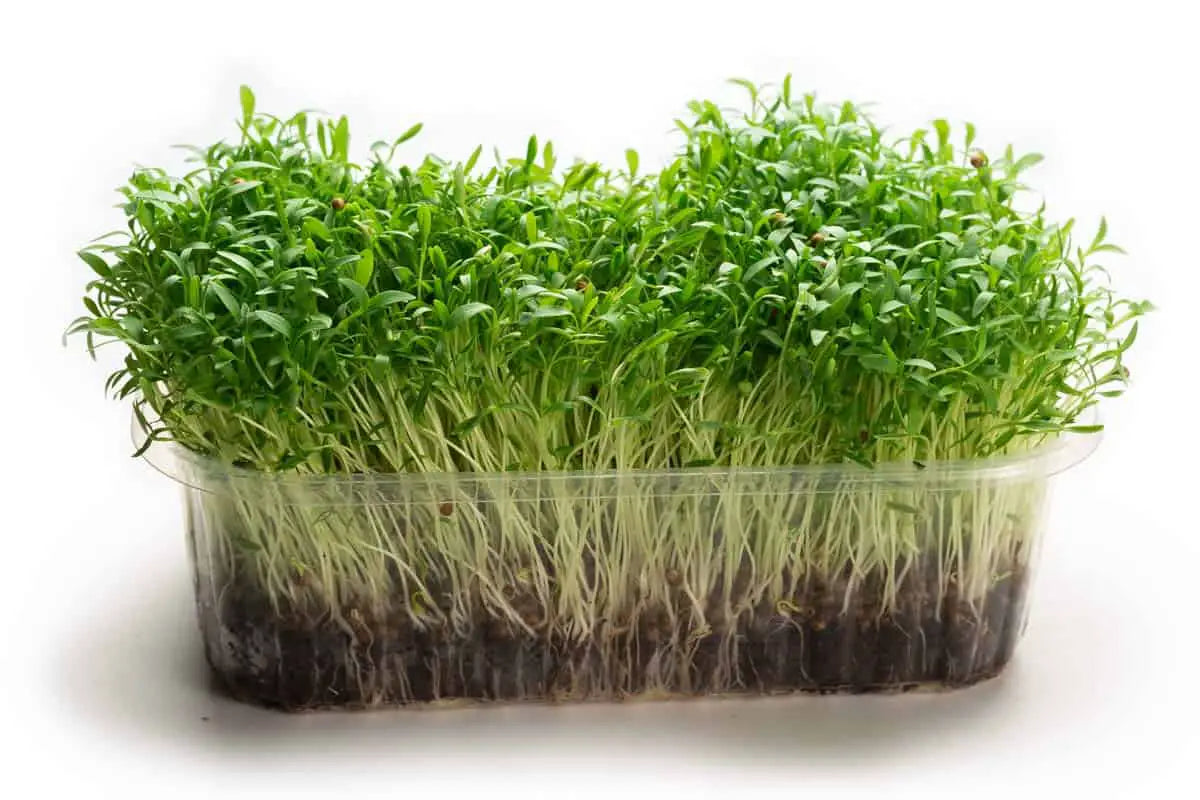 Cilantro Split Herb Seeds