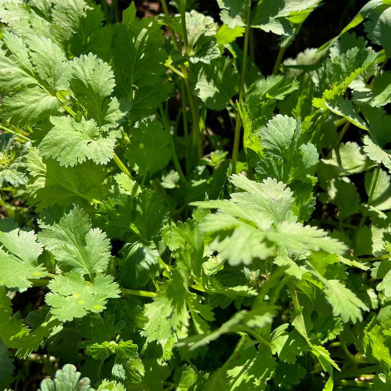 Cilantro Split Herb Seeds