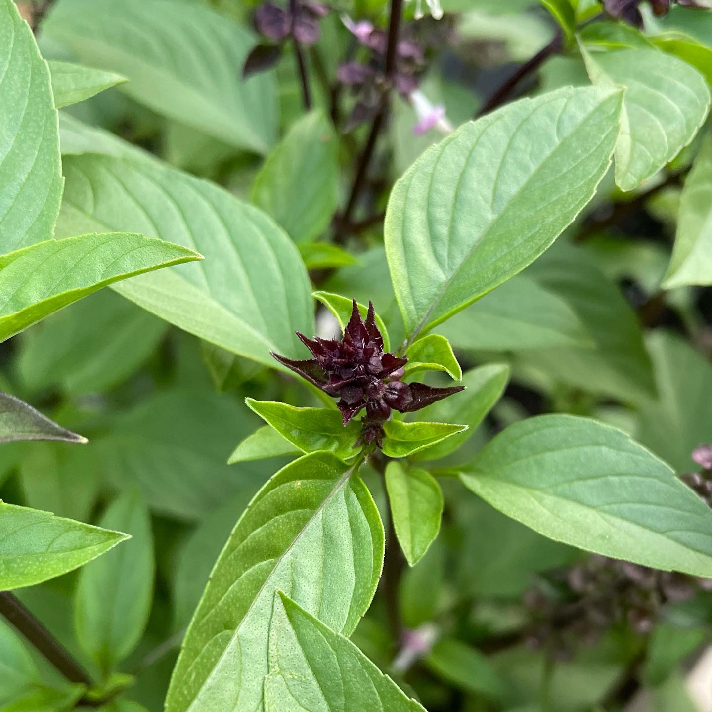 Cinnamon Basil Microgreens Seeds