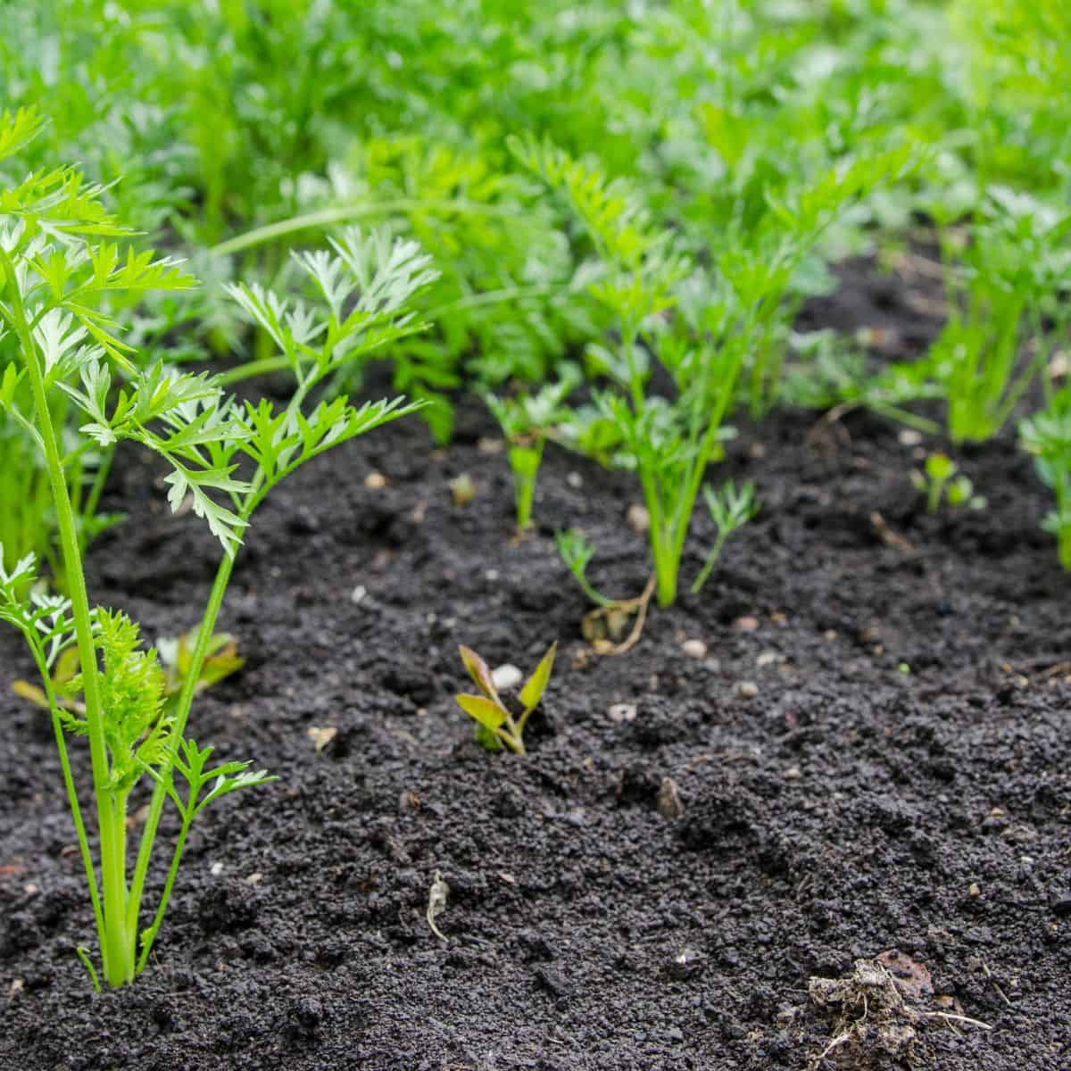Carrot Green Leaf Microgreens Seeds - Grow Fresh & Nutritious Microgreens at Home