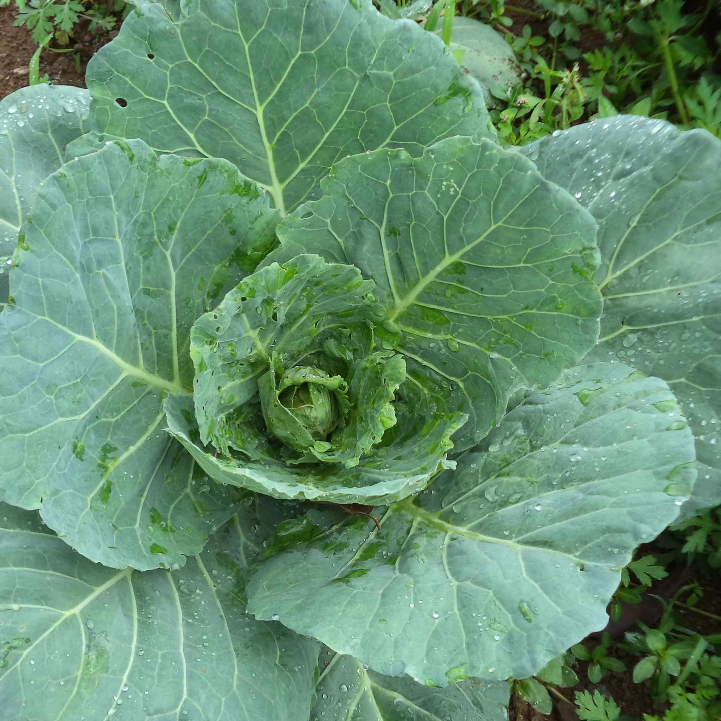 Collard Kale Brassica Green Brassica Leaf Microgreens Seeds
