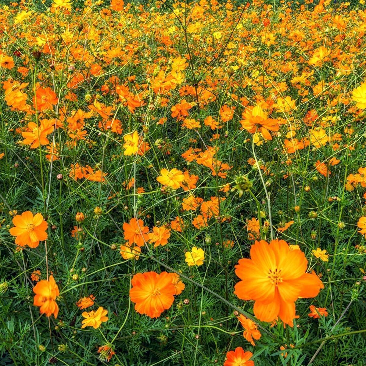 Cosmos Bright Light Orange Seeds