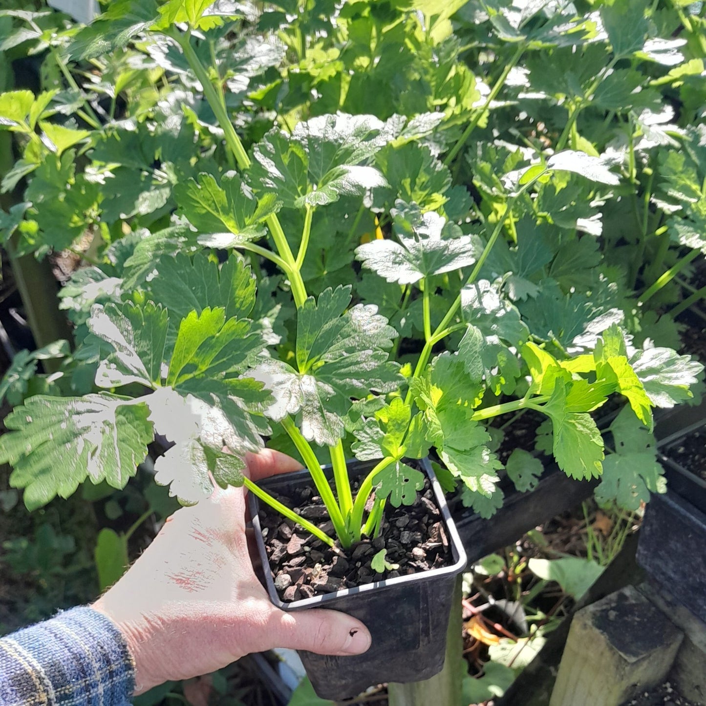 Cutting Celery Leaf Microgreens Seeds