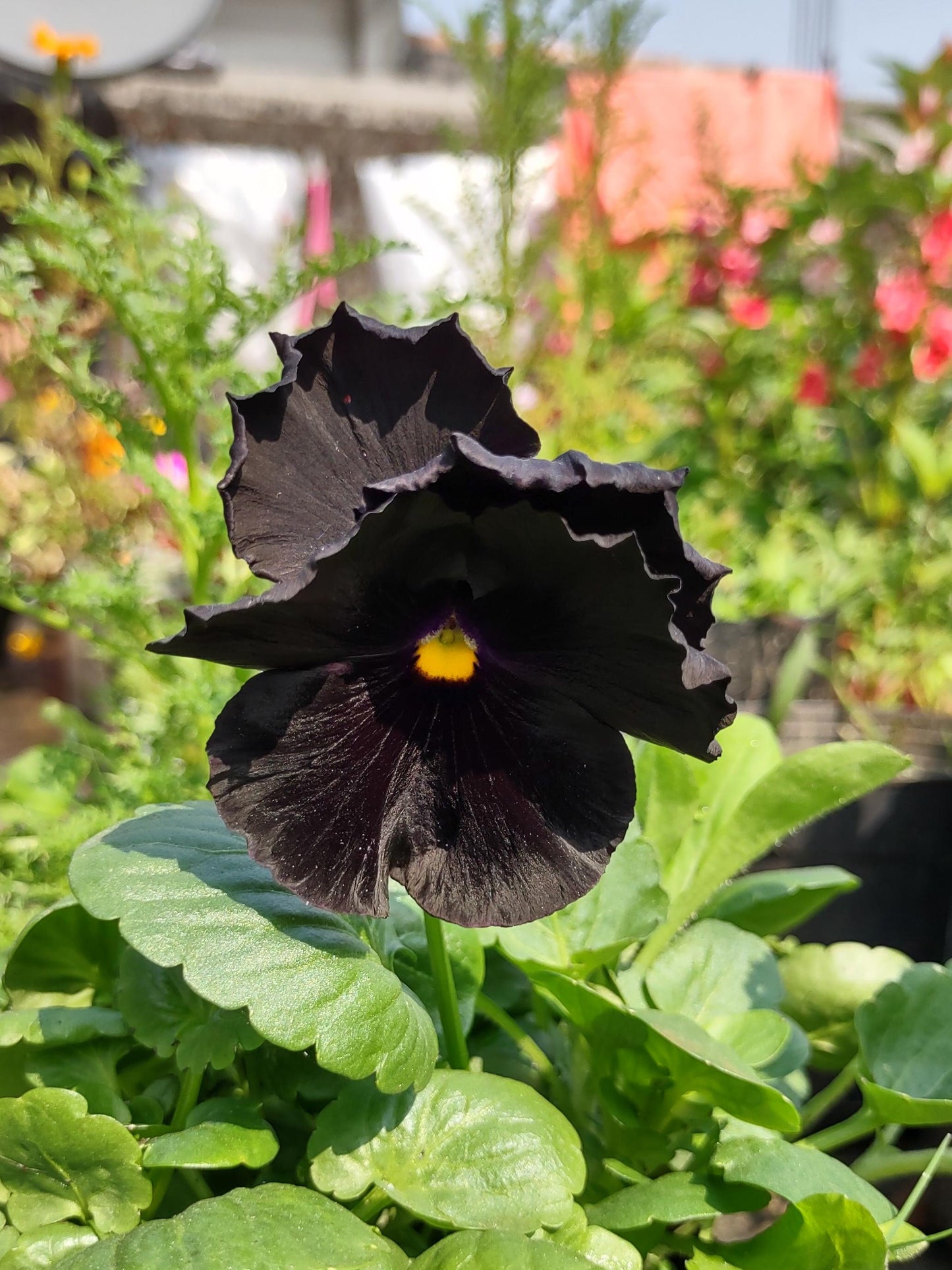 Black Blotch Pansy Flower Seeds