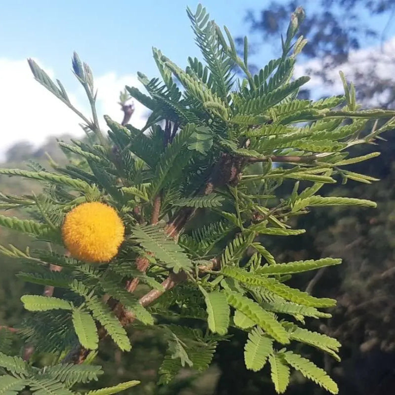 Fragrant Acacia Farnesiana Herb Seeds