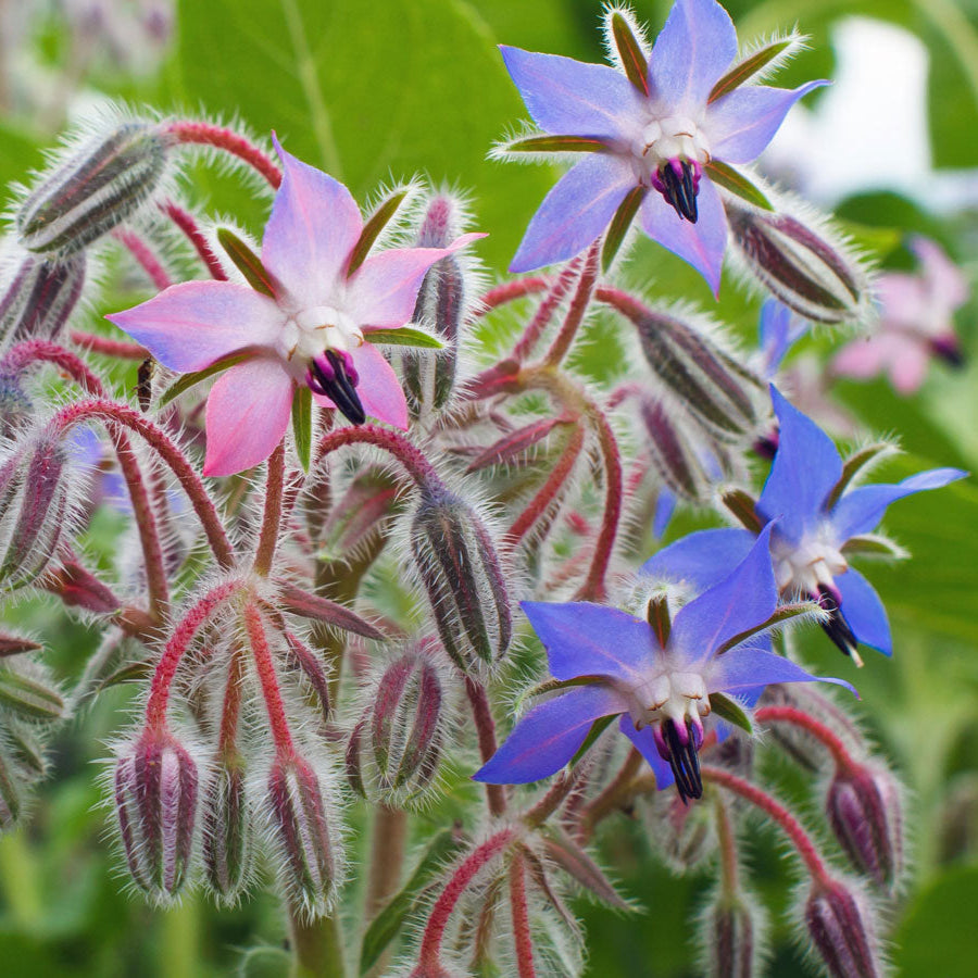 Borage Imported Herb Seeds