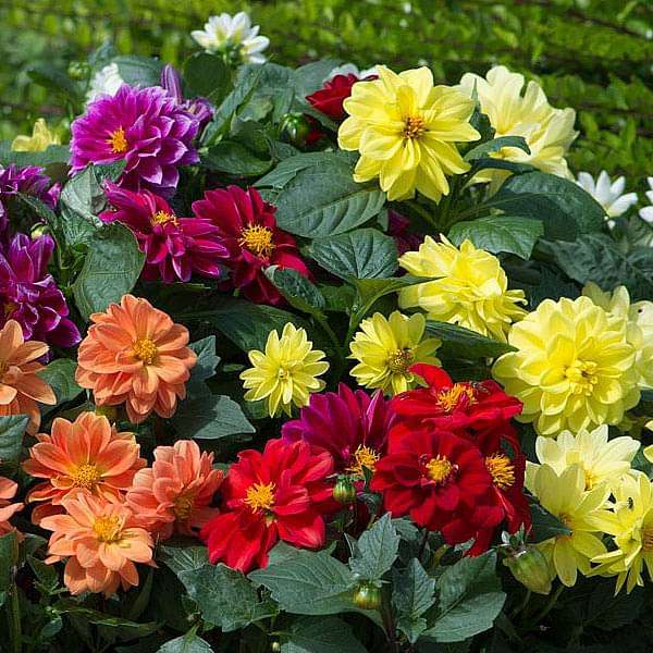 Dahlia Flagro Mixed Winter Flower Seeds
