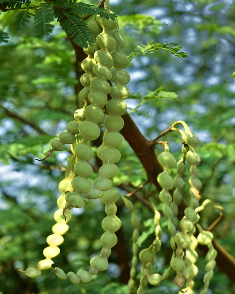 Babul Tree Herb Seeds