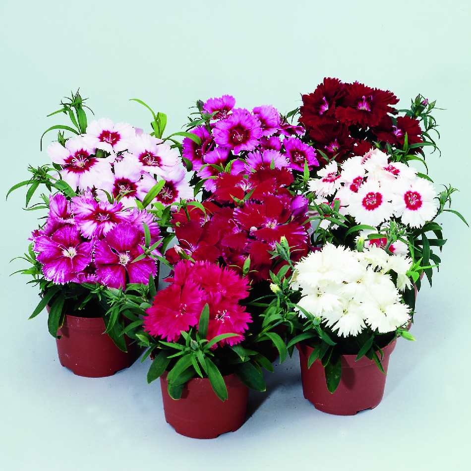 Dianthus Chinensis Mixed Winter Flower Seeds