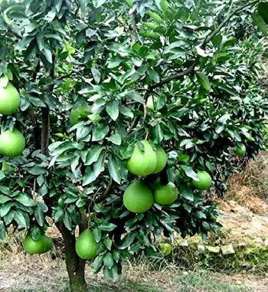 Fresh Organic Pomelo Seeds