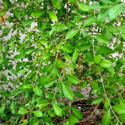 Mehendi Heena Leaves Herb Seeds