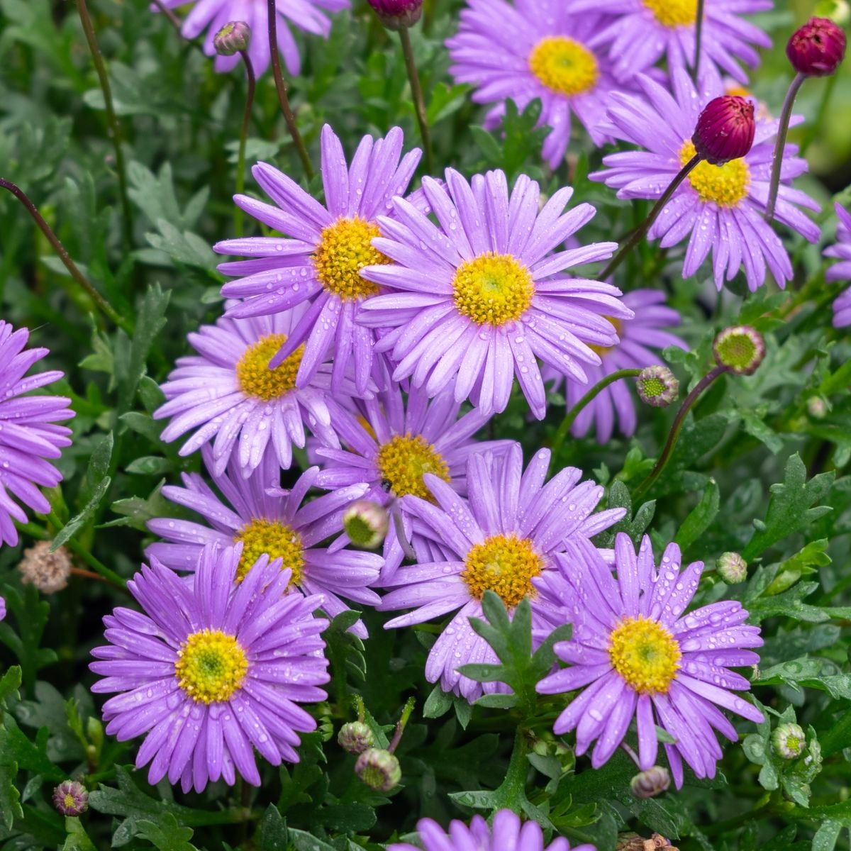 Brachycome Purple Seeds