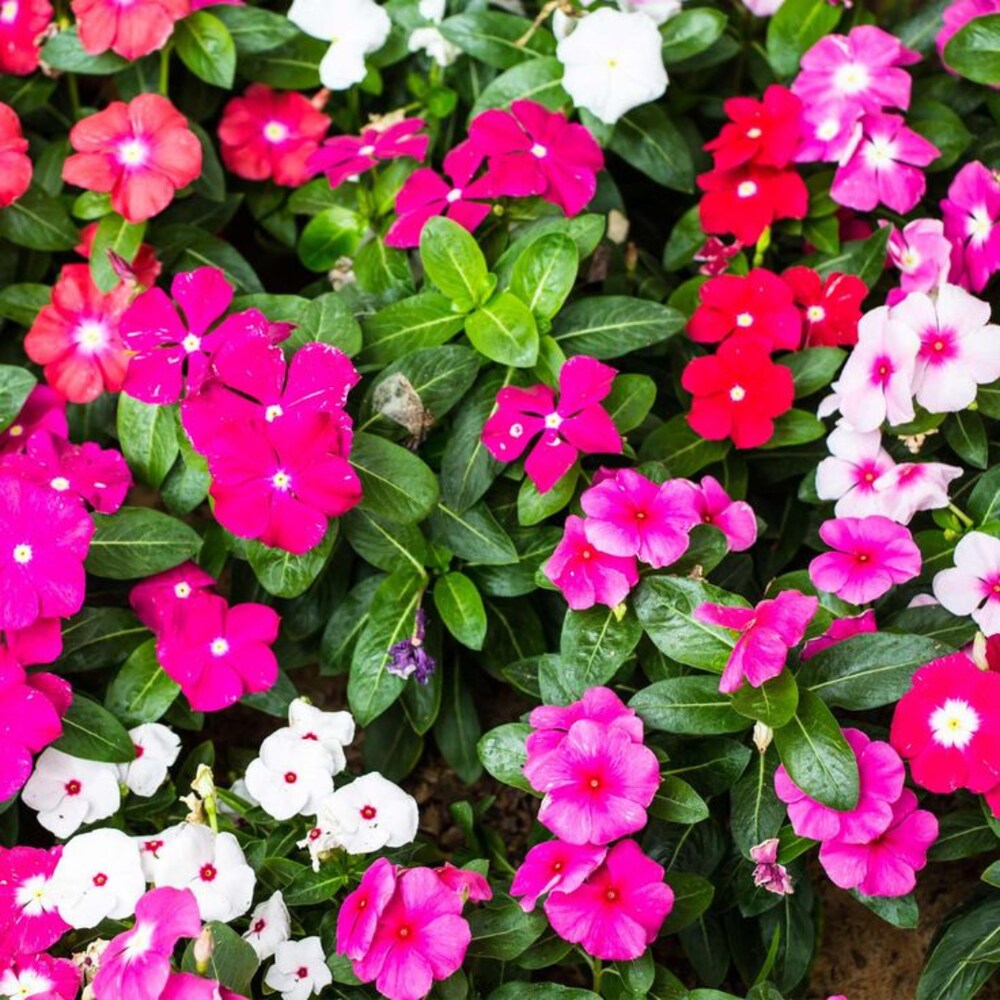 Vinca Periwinkle Mixed Flower Seeds