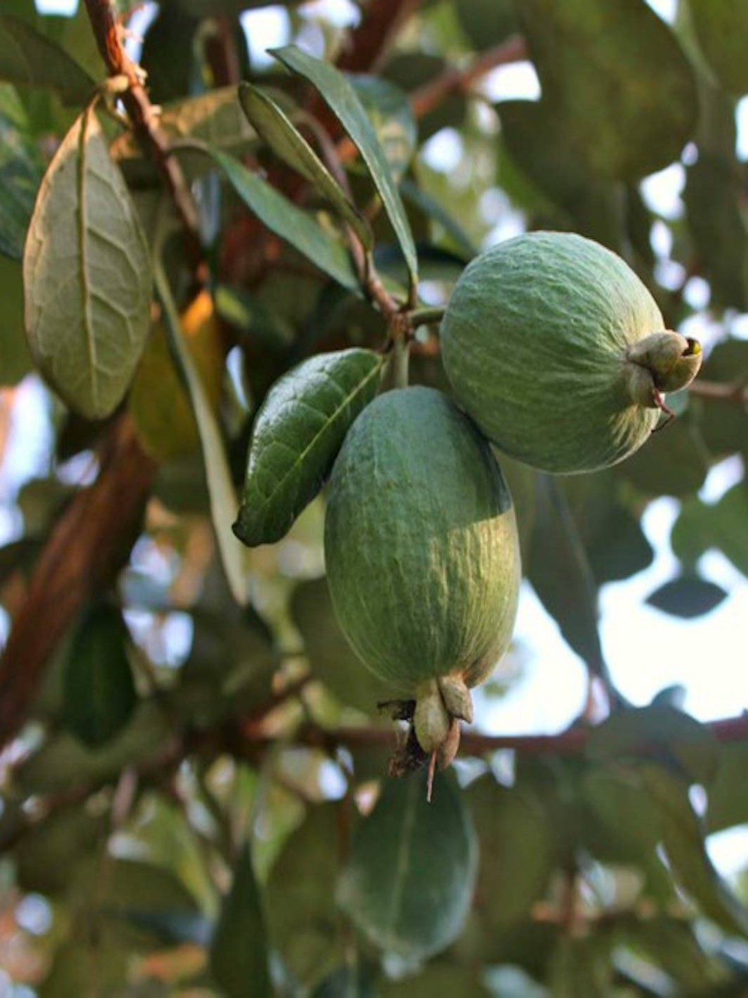 Feijoa Fruit Seeds