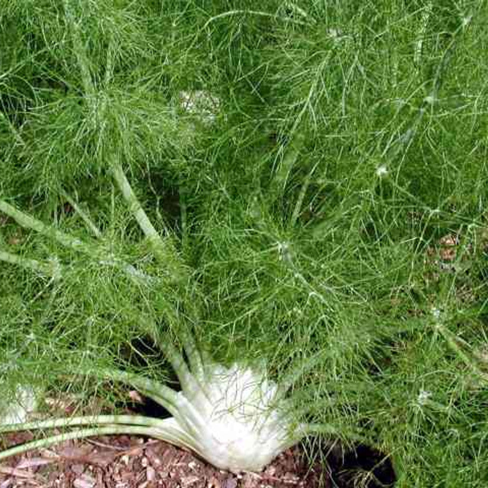 Fennel Fino Bulb Type Herb Seeds