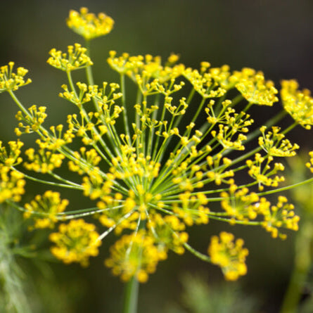 Fennel Wild Flower Type Herb Seeds