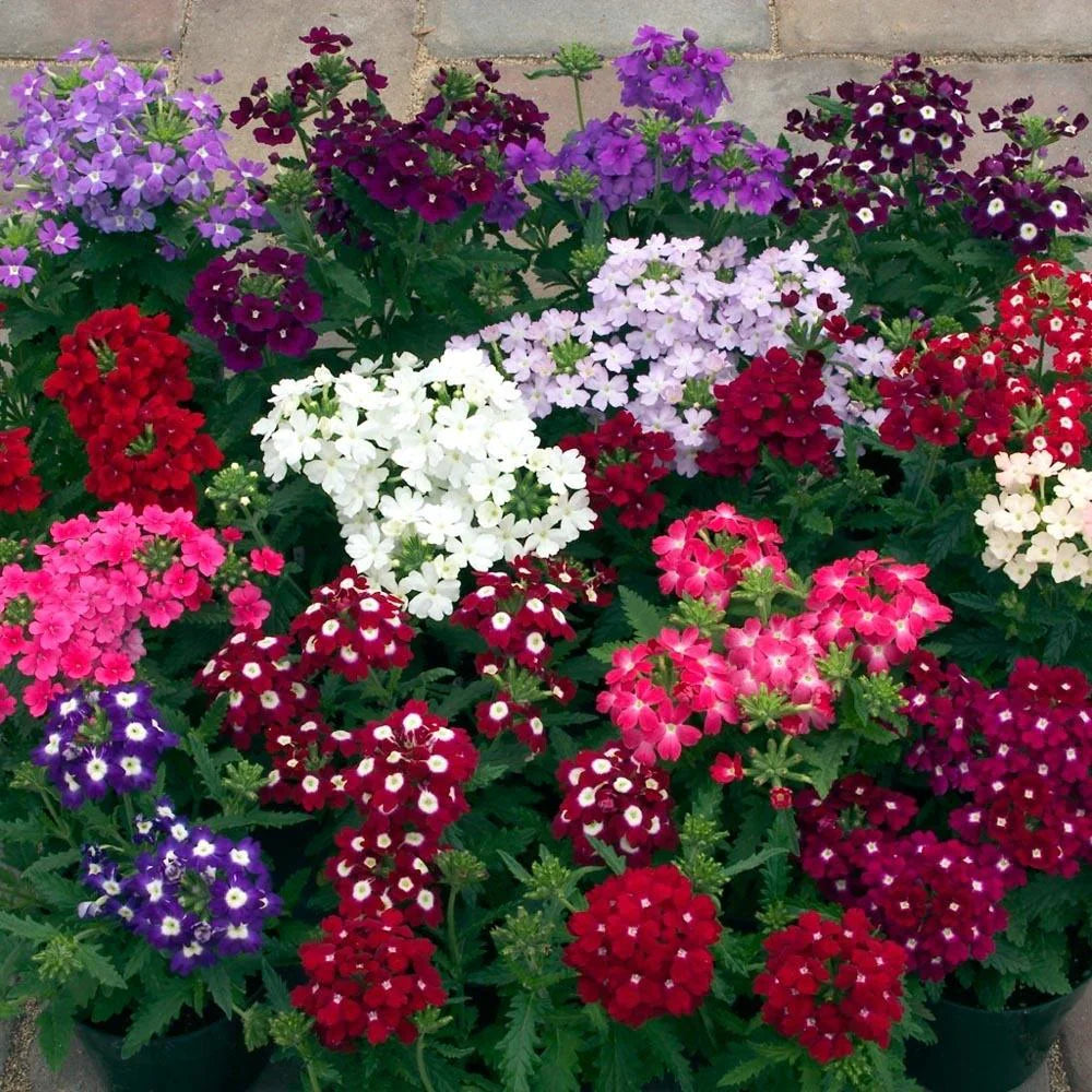 Verbena Mixed Color Flower Seeds