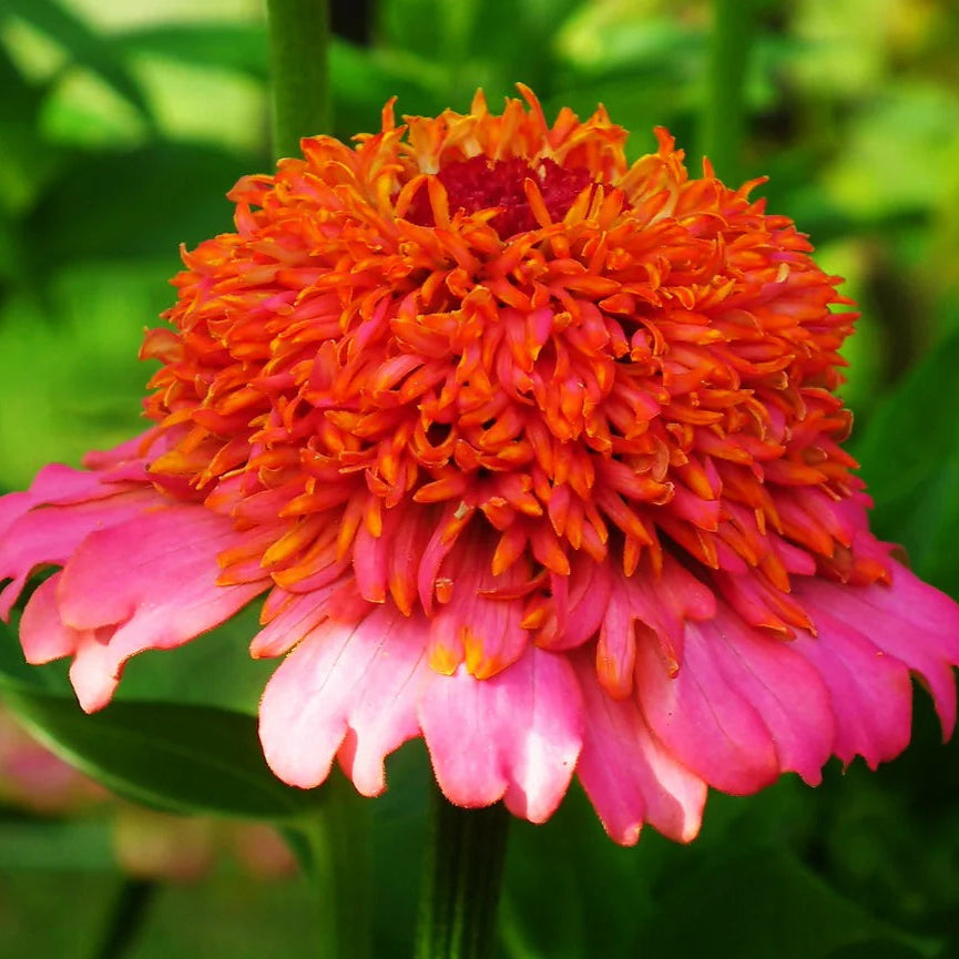 Zinnia Scabiosa Mixed Summer Flower Seeds