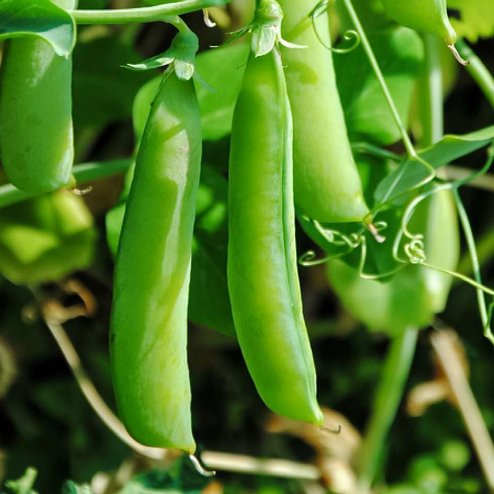 PEAS Imported OS-10 Vegetable Seeds