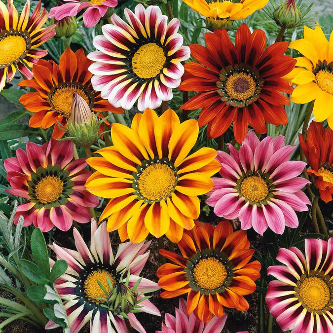 Gazania Hybrid Mixed Color Flower Seeds