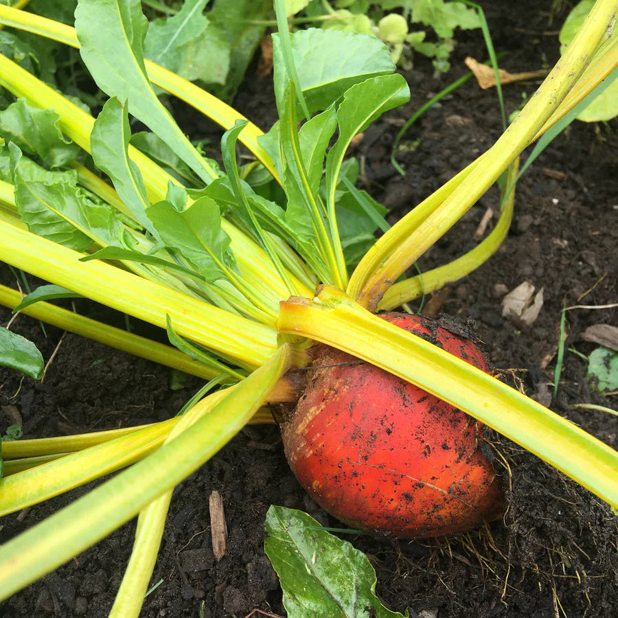 Beetroot Yellow Microgreens Seeds