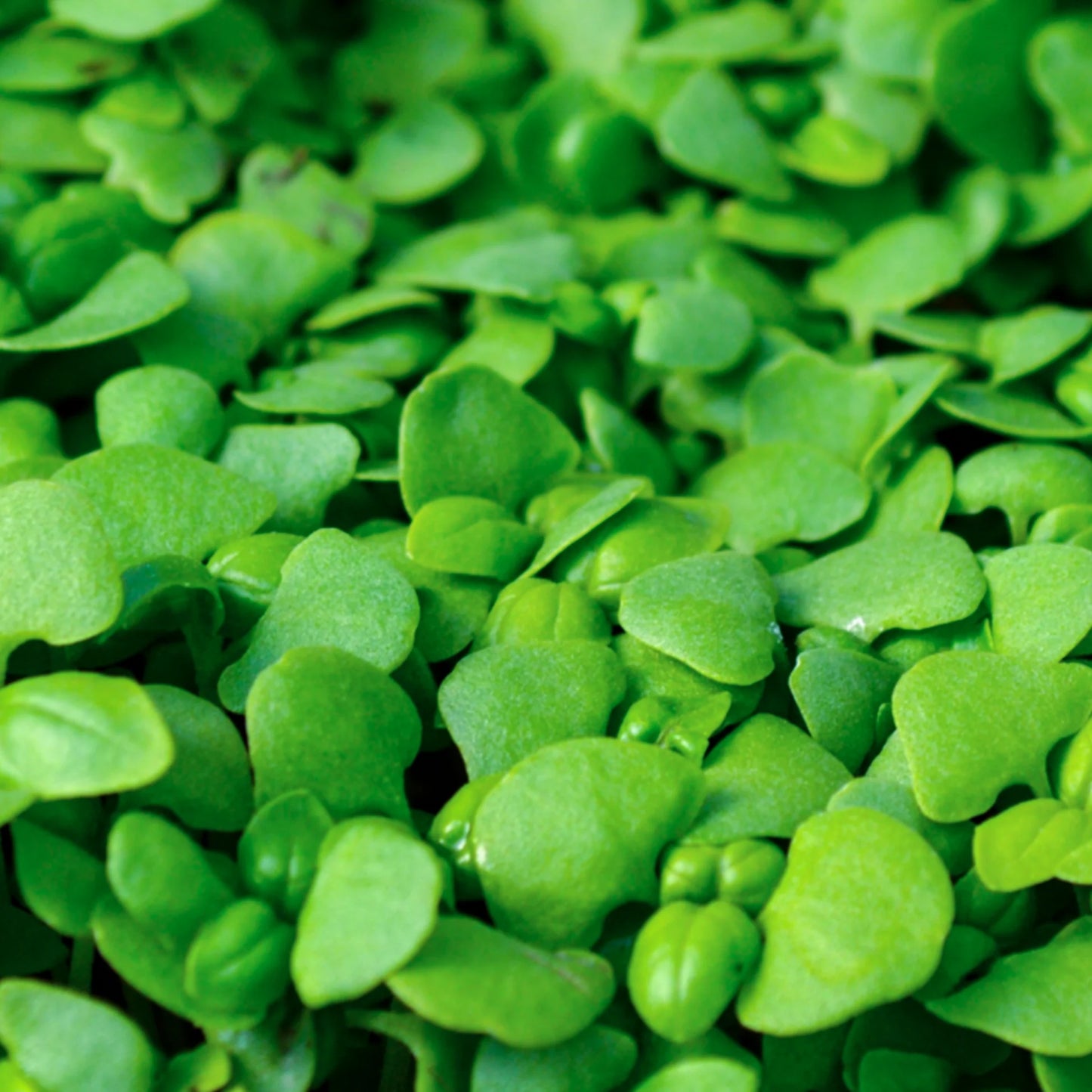 Basil Genovese Green Microgreens Seeds