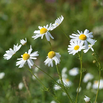 Chamomile German Herb Seeds