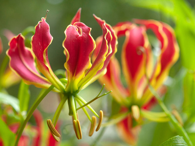 Gloriosa Superba Flame Lily Seeds