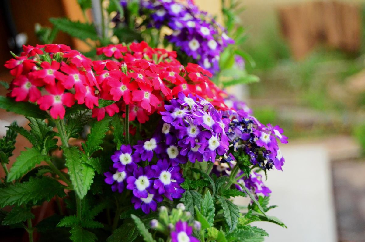 Verbena Mixed Color Flower Seeds