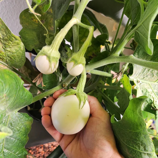 Brinjal F1 Aveo Round Eggplant Seeds