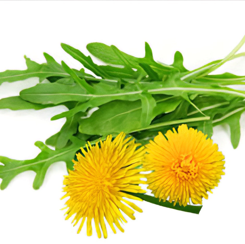 Dandelion Imported Microgreens Seeds