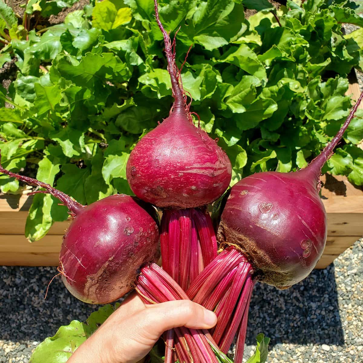 Bull's Blood Detroit Red Beetroot Microgreens Seeds
