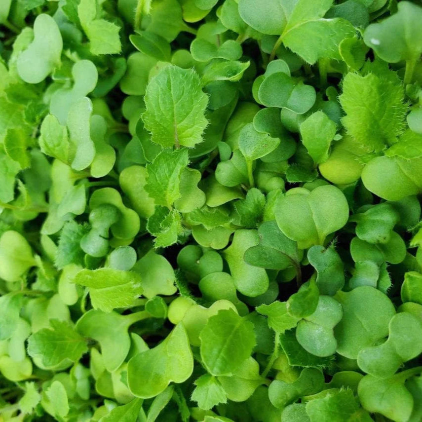 Cauliflower Microgreen Herb Seeds