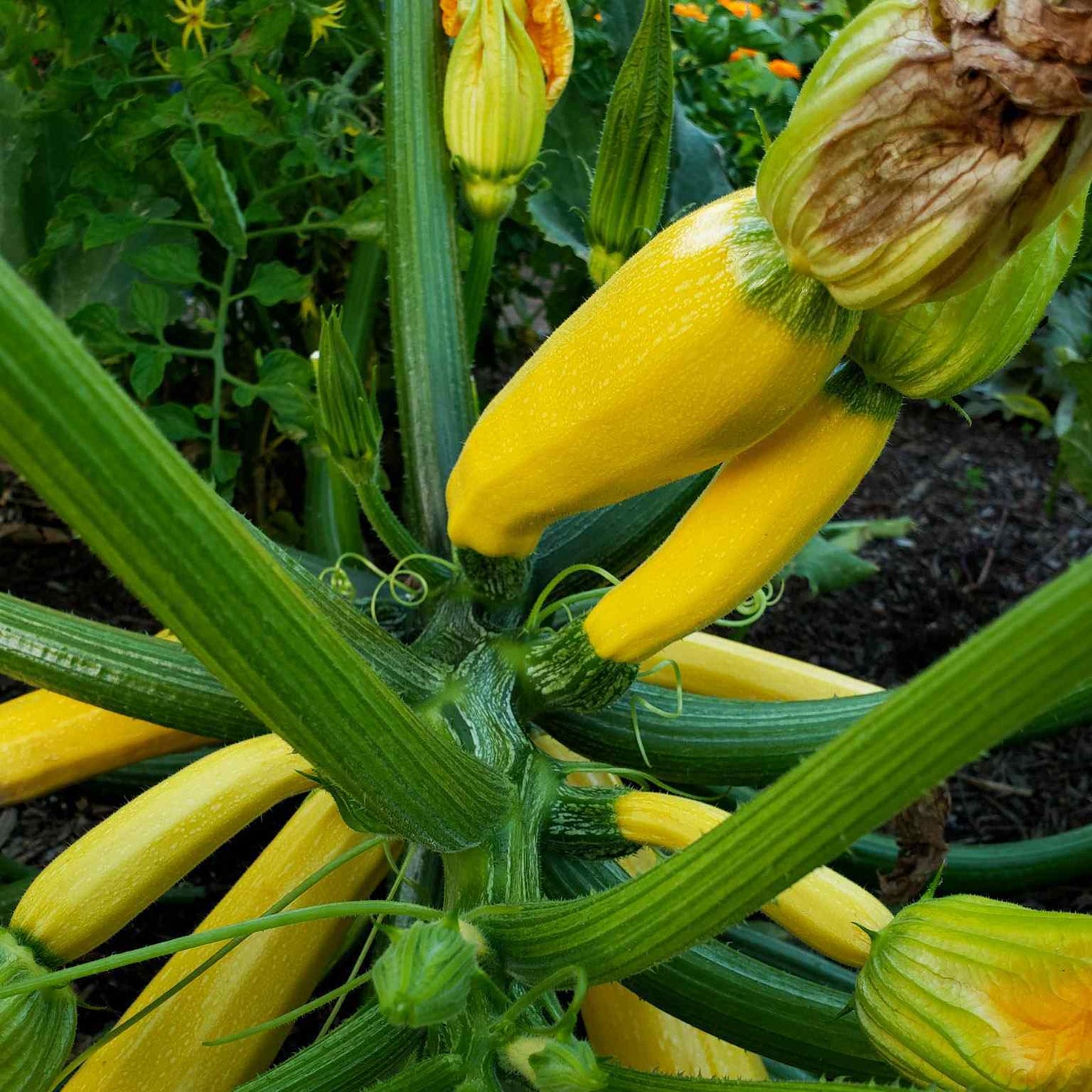 American Round Yellow Squash/Zucchini - Fresh & Vibrant Summer Vegetable