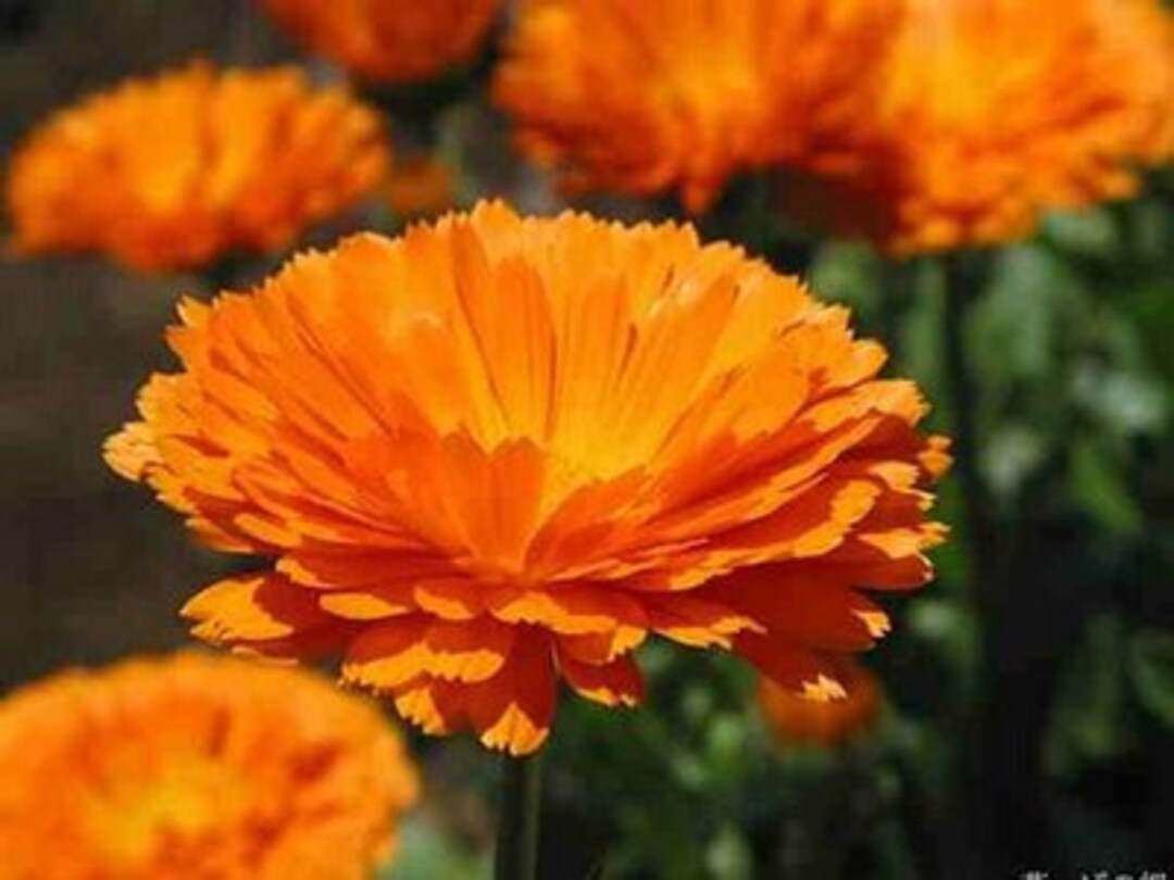 Calendula Bon Bon Orange Seeds