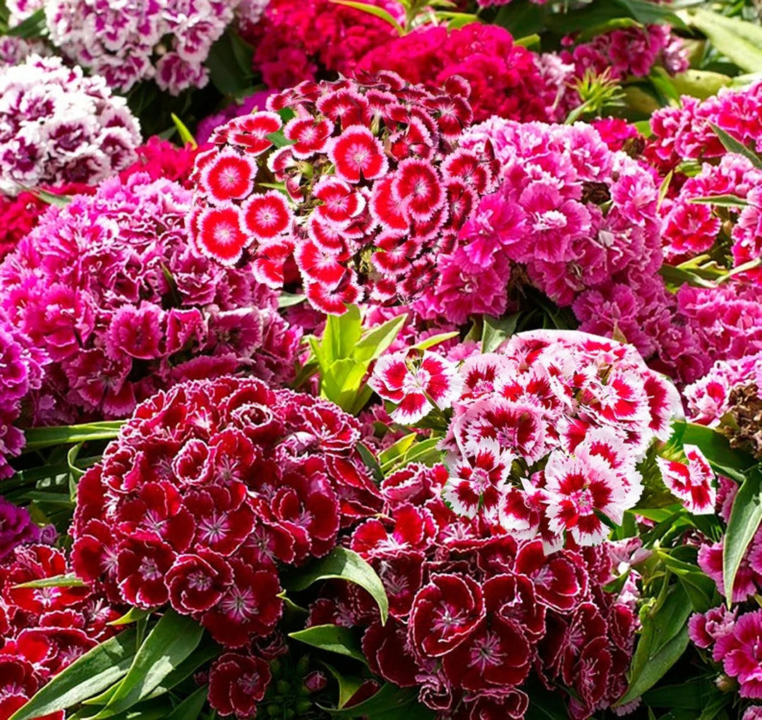 Dianthus Barbatus Mixed Flower Seeds